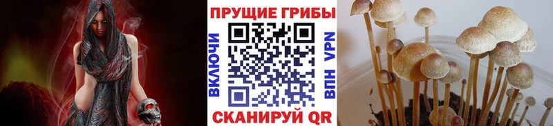 площадка клад  Карабулак  Псилоцибиновые грибы мицелий 